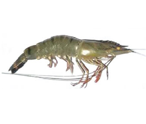 Picture of FRESH PRAWN NATURE
