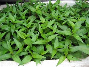Picture of LAKSA LEAVES