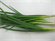 Picture of SCALLION