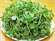 Picture of WATERCRESS