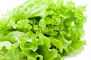 Picture of LETTUCE