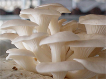 Picture of FRESH OYSTER MUSHROOM