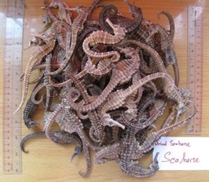 Picture of Dried Sea Horse