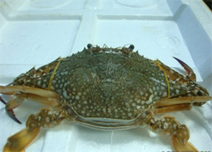 Picture of LIVE BLUE CRAB