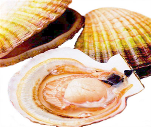 Picture of SCALLOPS