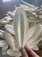 Picture of DRIED CUTTLEFISH BONE 